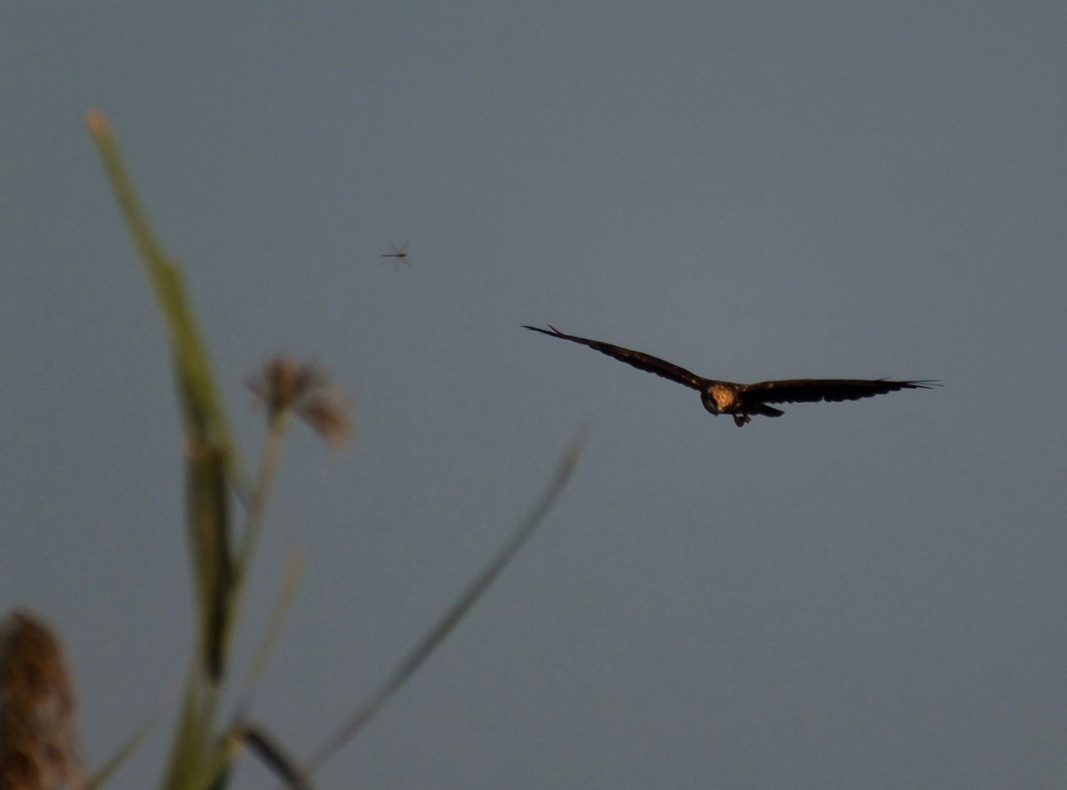 Falco di palude e...libellula